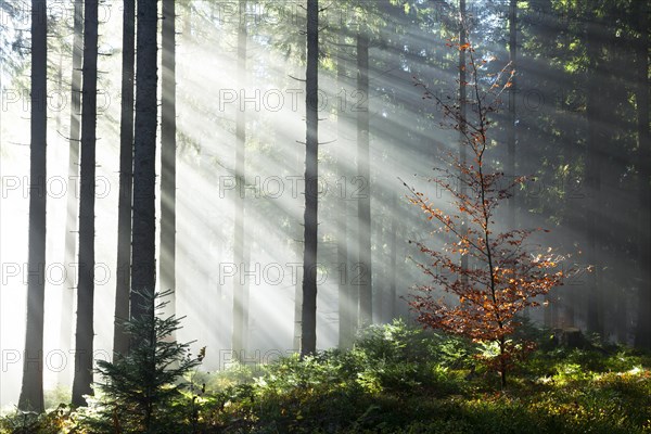 Rays of sunlight shining through trees in fog