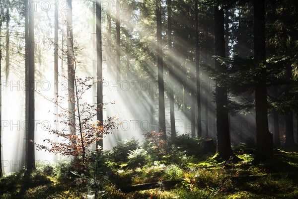 Rays of sunlight shining through trees in fog