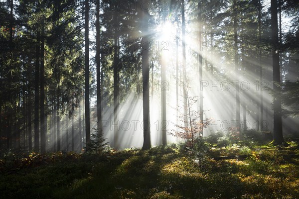 Rays of sunlight shining through trees in fog