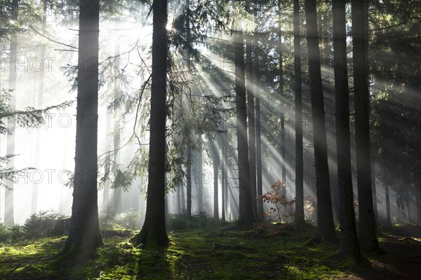 Rays of sunlight shining through trees in fog