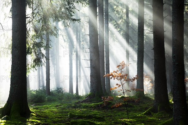 Rays of sunlight shining through trees in fog