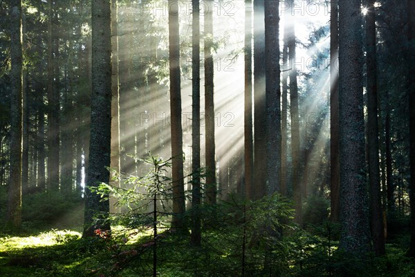 Rays of sunlight shining through trees in fog