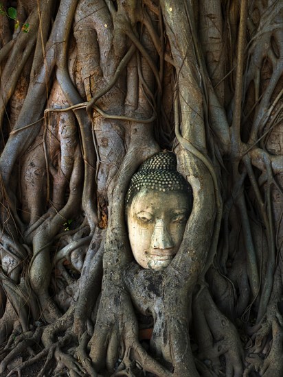 Head of a Buddha statue