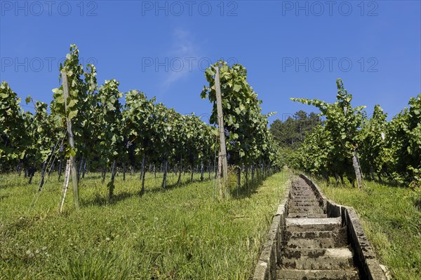 Stairs on the wine experience trail through vines on the vineyard