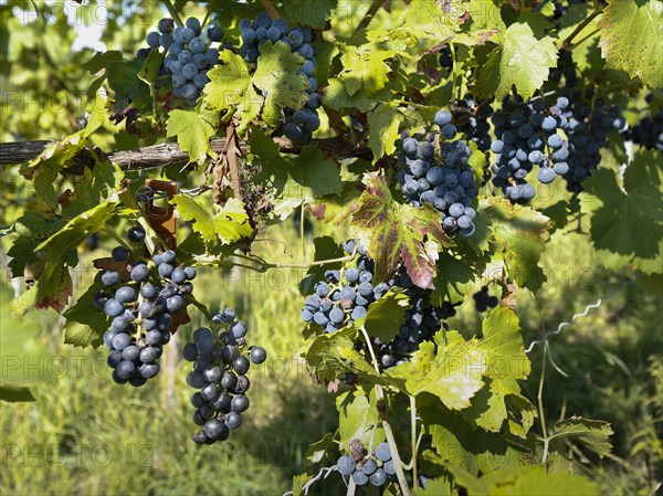 Vines (Vitis) with blue grapes