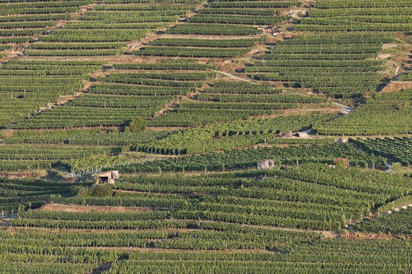 Wachau vineyards in Spitzer Graben
