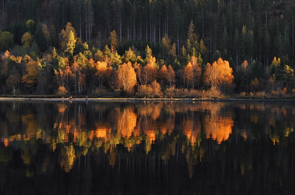 Colorful birch trees with autumn leaves reflected in the Titisee lake