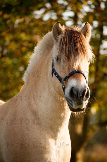 Fjord horse (Equus ferus caballus)