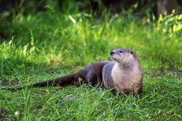 Northern River Otter