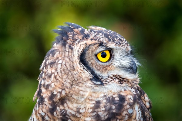 Spotted Eagle-owl (Bubo africanus)