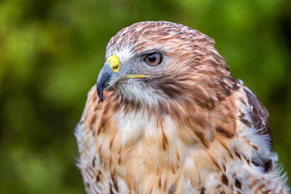 Red-tailed Hawk (Buteo jamaicensis)