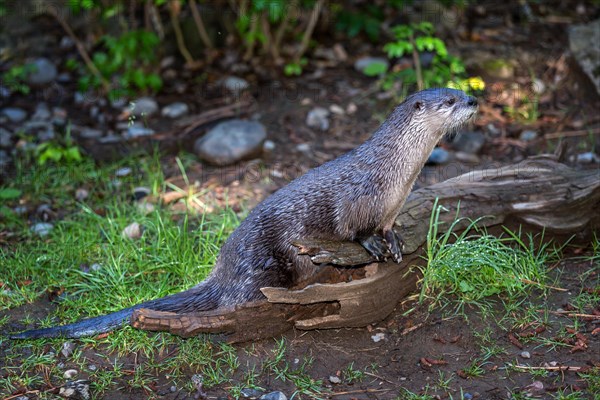 Northern River Otter