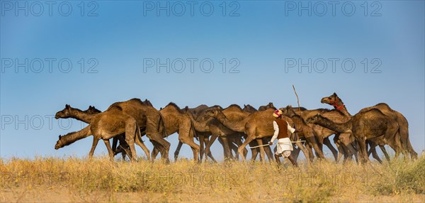 Camels on the way to Pushkar Mela