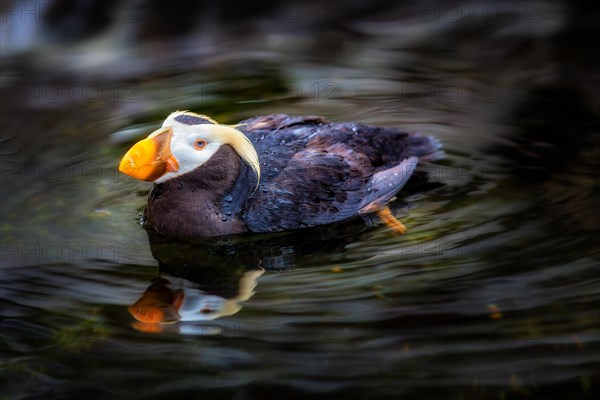 Tufted puffin (Fratercula cirrhata) swimming in water