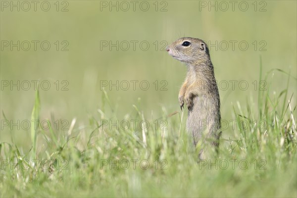 European ground squirrel (Spermophilus citellus) young keeping watch