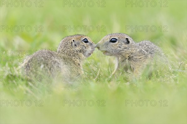 European ground squirrel (Spermophilus citellus) young playing