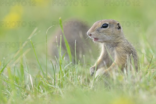 European ground squirrel (Spermophilus citellus) young