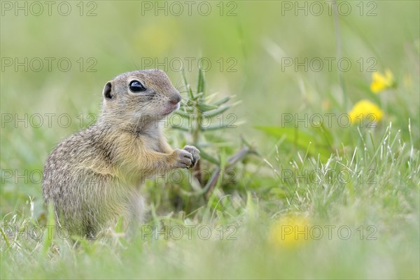 European ground squirrel (Spermophilus citellus) young