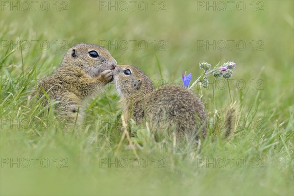 European ground squirrel (Spermophilus citellus) young playing