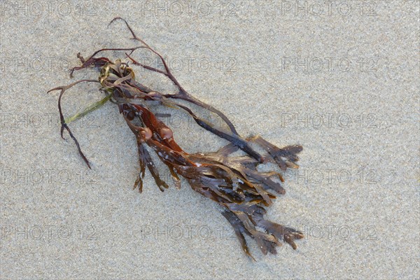 Bladderwrack (Fucus vesiculosus) on the sandy beach