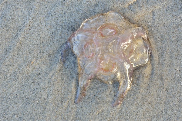 Lion's mane jellyfish (Cyanea capillata) on the sandy beach