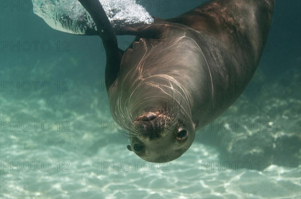 Galapagos Sea Lion (Zalophus wollebaeki)