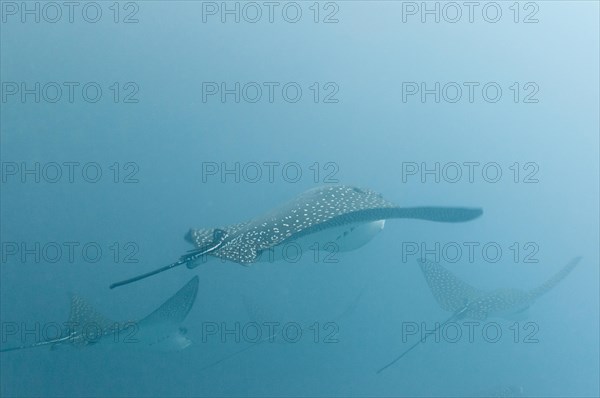 Spotted eagle rays (Aetobatus narinari)