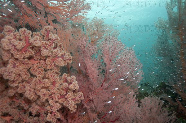 Coral reef with Cherry Blossom Coral (siphonogorgia godeffroyi) and Red fan coral (Melithaea sp.)