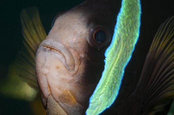 Clark's Anemonefish (Amphiprion clarkii)