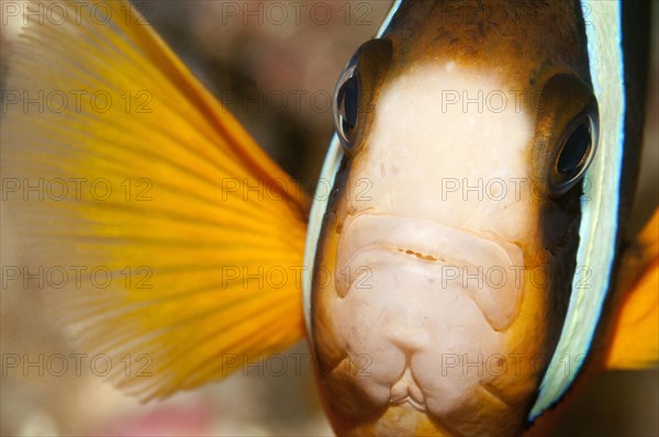 Clark's Anemonefish (Amphiprion clarkii)