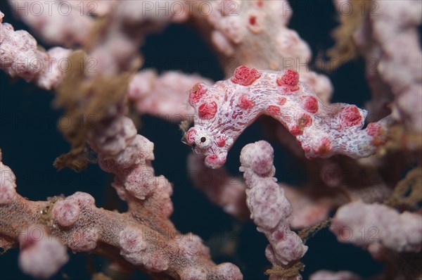 Pygmy seahorse (Hippocampus bargibanti)