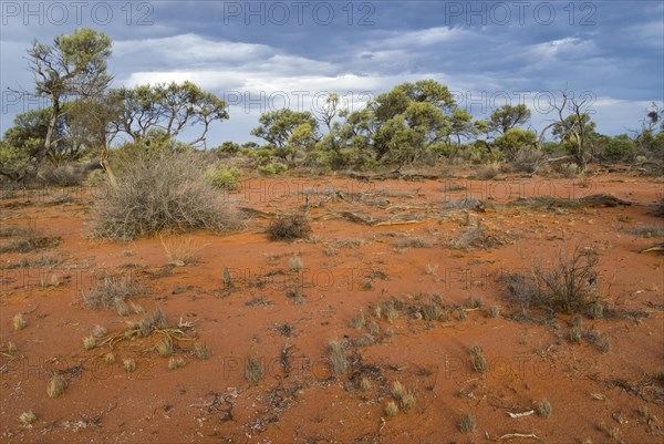 Landscape in the outback