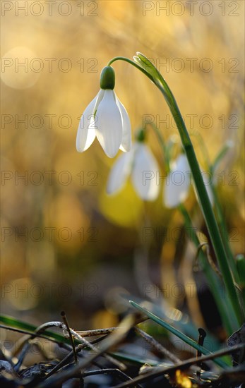 Snowdrop (Galanthus)