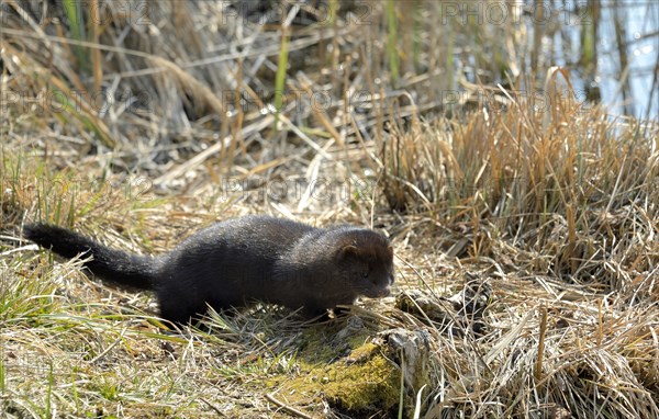 American mink (Neovison vison)