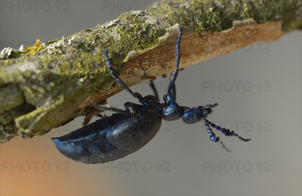 Violet oil beetle (Meloe violaceus)