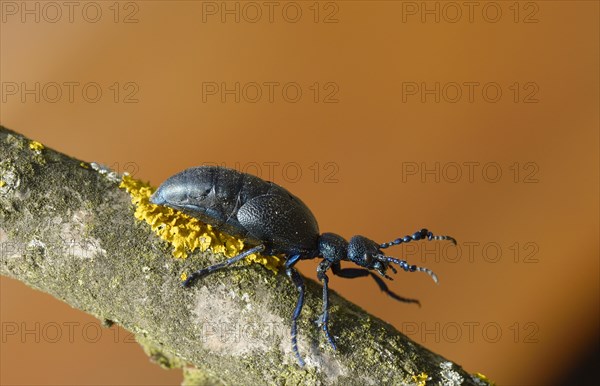 Violet oil beetle (Meloe violaceus)