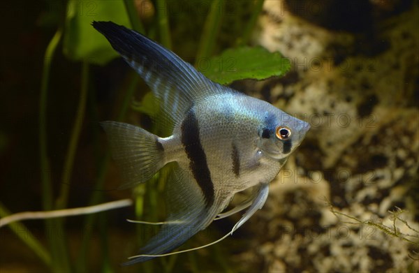 Angelfish (Pterophyllum scalare)