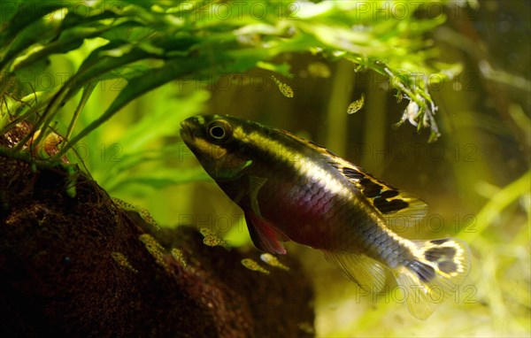 Kribensis cichlid (Pelvicachromis pulcher) with fry