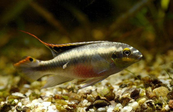 Kribensis cichlid (Pelvicachromis pulcher) with fingerling