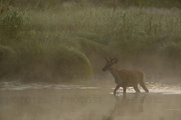 Foggy morning atmosphere with red deer (Cervus elaphus)