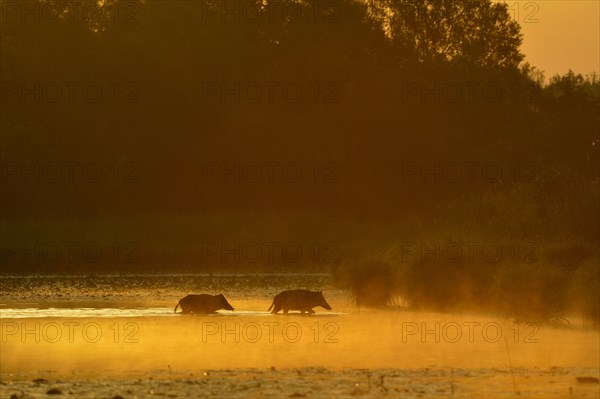 Wild boars (Sus scrofa) walking through water