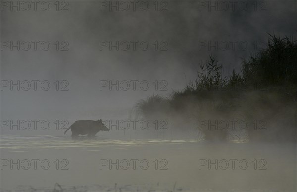 Wild boar (Sus scrofa) standing in water