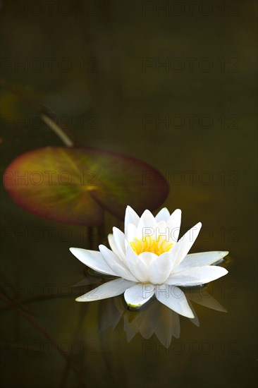 White Water Lily (Nymphaea alba)