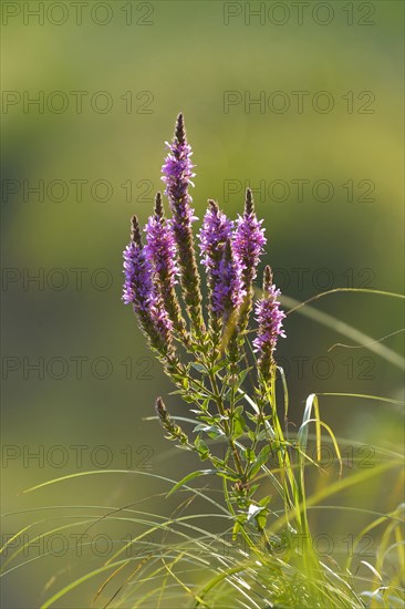 Purple Loosestrife (Lythrum salicaria)