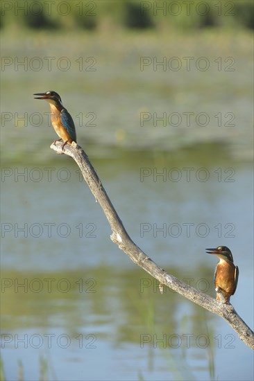 Kingfishers (Alcedo atthis) perched on a branch above the water