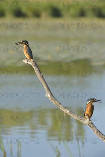 Kingfishers (Alcedo atthis) perched on a branch above the water