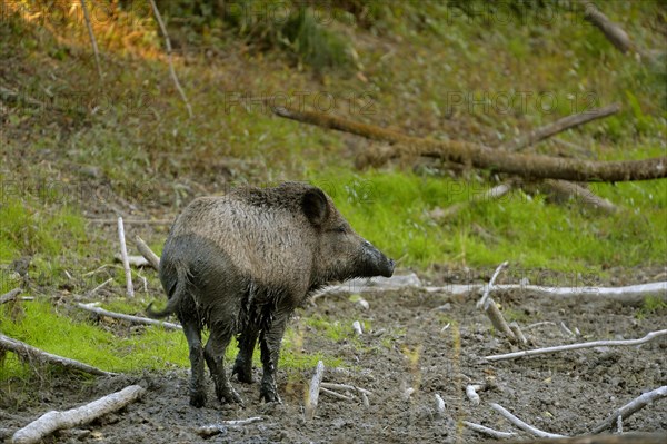 Wild boar (Sus scrofa) after wallowing in mud