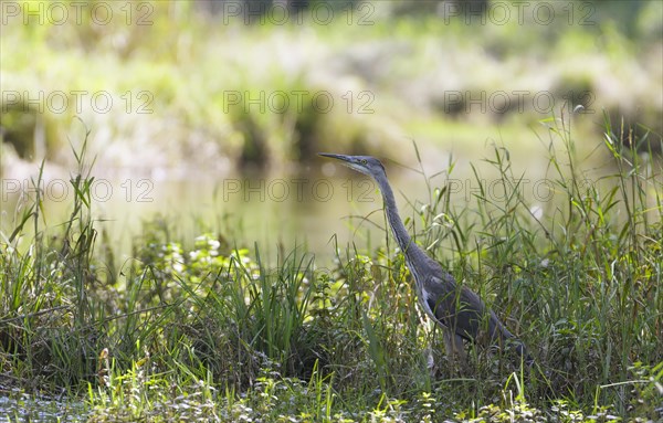 Grey heron (Ardea cinerea) on the bank