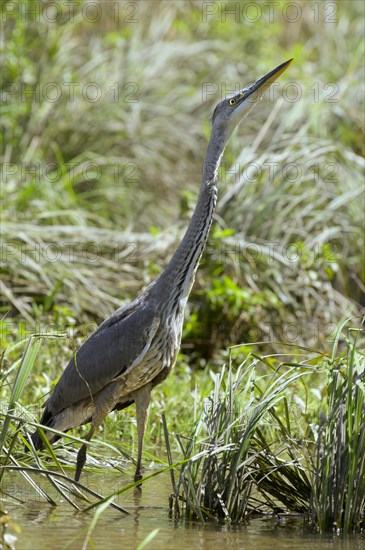 Grey heron (Ardea cinerea)