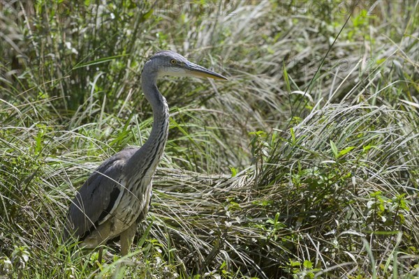 Grey heron (Ardea cinerea) in high grass